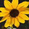 wildflower186